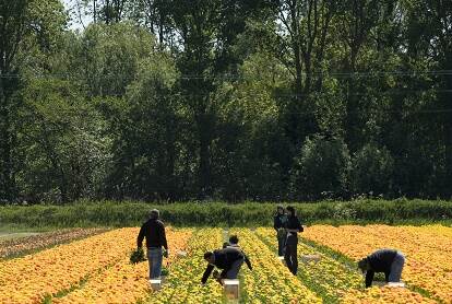 Agricultural sector seasonal